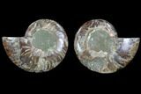 Cut & Polished Ammonite Fossil - Crystal Chambers #88210-1